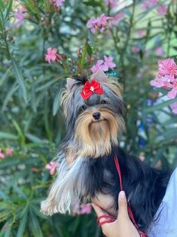 Yorkshire terrier, york