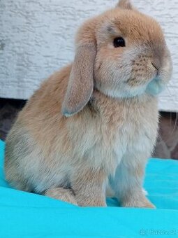 Sameček-Zakrslý Beránek MiniLop ( Jednoouško)