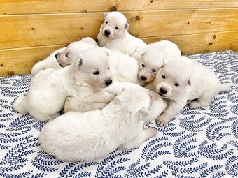 Bílý švýcarský ovčák s PP-štěně