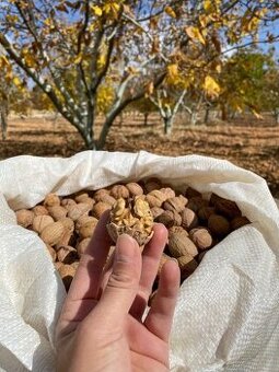 Vlašské ořechy/neloupané 2025