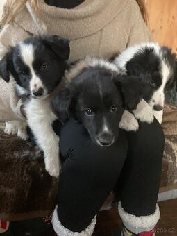 štěňata border kolie kříženci - 1