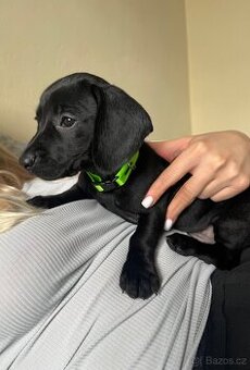 Trpasličí jezevčík