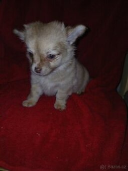 Čivava - štěňata(poslední štěňátko)
