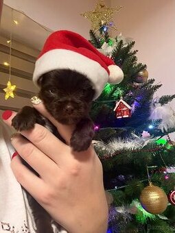 Jorkšírsky teriér s PP Fenky Choco dark,kluk Choco/white/tan