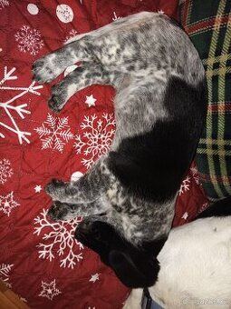 Jack Russell teriér krizenec štěně