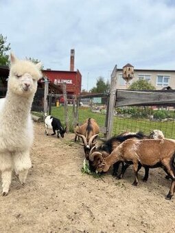 Holandská zakrslá koza - 1