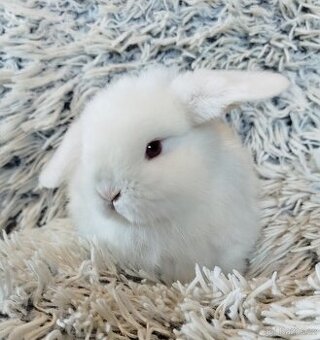 Minilop - anglický zakrslý beránek s VP