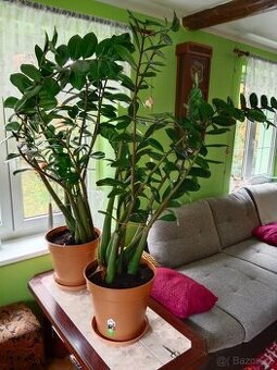 Zamioculcas