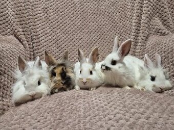 Zakrslí králíčci