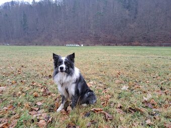 Nabízím krytí psem border kolie.