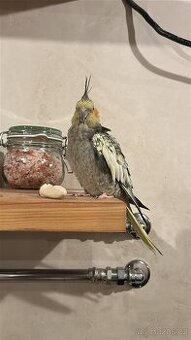 Korelka hledá nový domov