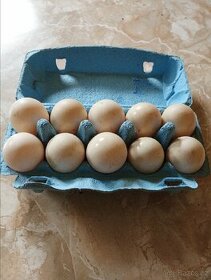 Kachní vajíčka