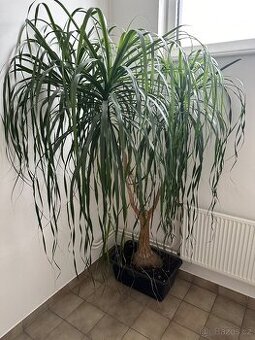 Beaucarnea Sloní noha