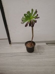 Prodám sukulenty Aeonium arboreum - 1