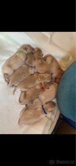 Štěňátka zlatého retrívra – 3 fenky, 5 pejsků, bez PP