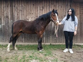 pony WPBR