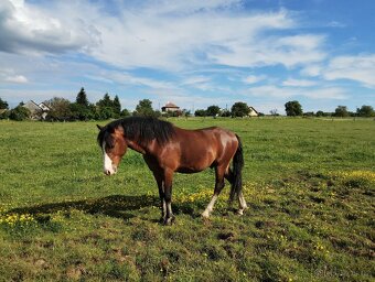 pony WPBR