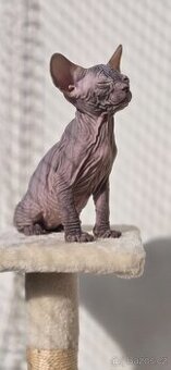 DON Sphynx