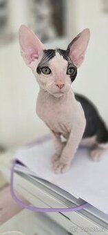 DON Sphynx