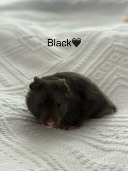 Křeček syrský - mláďata
