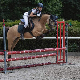 PRODÁM, NEBO PRONAJMU LUXUSNÍ SPORTOVNÍ PONY 147 CM..