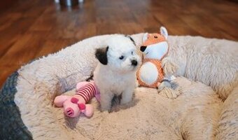 Ruská barevná boloňka - Boloňský psík barevný - 1