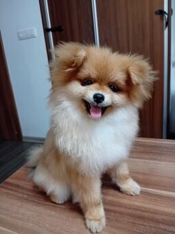 Pomeranian s PP FCI kluk