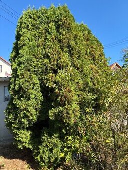 Vzrostlá túje v nádobě