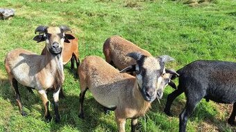 Prodám kamerunského beránka