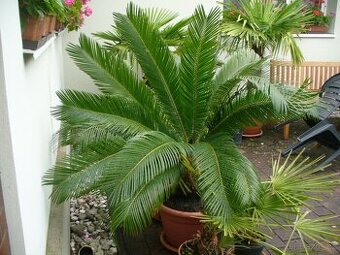 Cykas revoluta 110cm