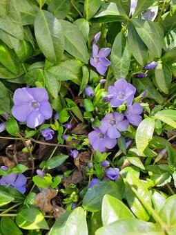 Barvínek- půdopokryvný