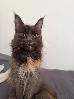 Mainska mývalí  rezervace na koťátka