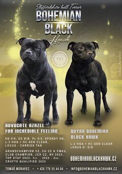 Stafordšírský bulteriér