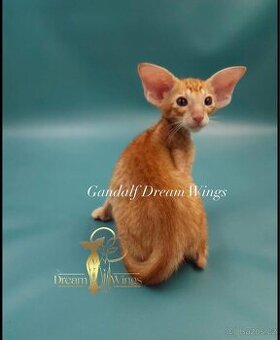Orientální Kocour SPP Gandalf Dream Wings