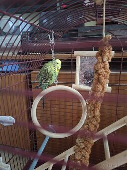 Andulka s kompletním vybavením