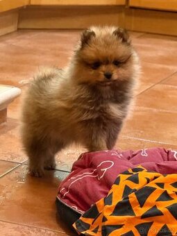 Štěňátko Malý špic