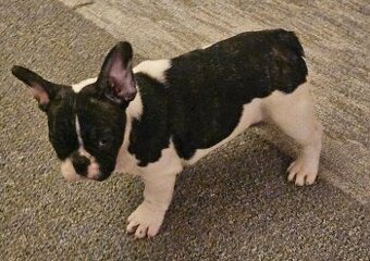 Francouzský buldoček - 1