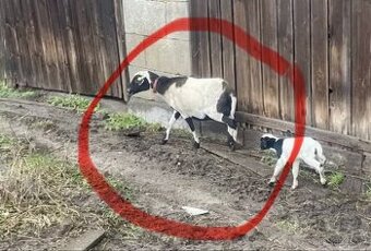 Ovce po 2 jehňatech