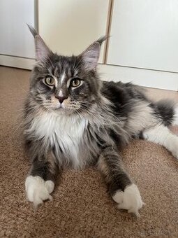 Mainsky myvali kocour