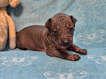 Mexický naháč miniaturní