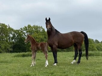 Chovná vysokobřezí klisna