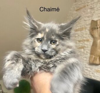 Mainská mývalí s PP