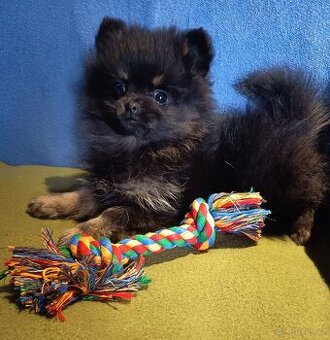 Pomeranian fenka