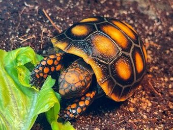 Mláďata - želva uhlířská