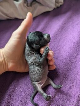 Mexický naháč mini štěňata čistokrevný pes