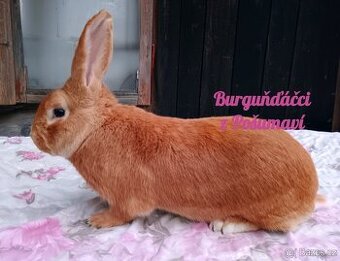 BURGUNDSKÝ králík s PP - SAMEC jt4 ⭐️⭐️⭐️