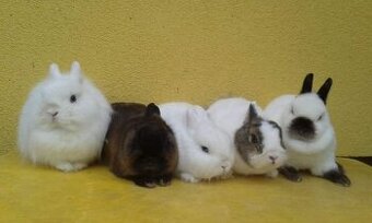 Zakrslý králík + zakrslý beran