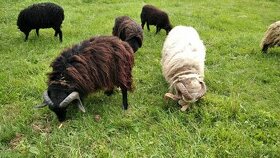 Prodám ovce ouessantská - beran, ovečka