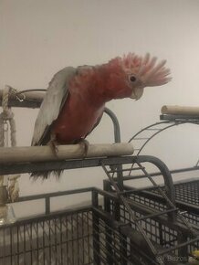 Kakadu růžový - 1