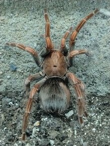 Pamphobeteus platyomma 4.svlek